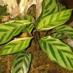 Calathea concinna برگ