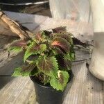 Coleus decurrens পাতা