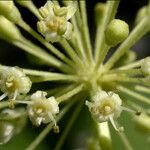 Aralia californica Flower
