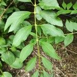 Forsythia viridissimaBlad