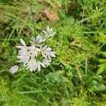 Allium massaessylum Fula