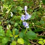 Hyacinthoides × massartianaFlower