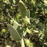 Simmondsia chinensis Άλλα