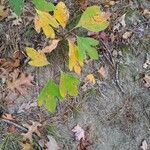 Sassafras albidum Leaf