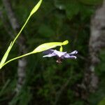 Alophia silvestris Λουλούδι
