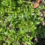 Veronica serpyllifolia Leaf