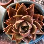 Echeveria agavoides Leaf