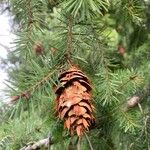 Pseudotsuga menziesii Gyümölcs