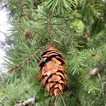 Pseudotsuga menziesii Fruit