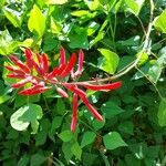 Erythrina herbaceaപുഷ്പം