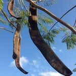 Delonix regia Fruit