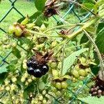 Rubus canadensis Fruit