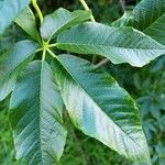 Aesculus californica Leaf