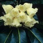 Rhododendron macabeanum Çiçek