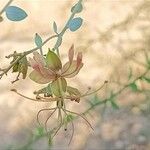 Cadaba fruticosa Flower