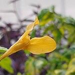 Barleria prionitis Virág