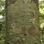 Byrsonima laevigata Kabuk