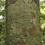 Byrsonima laevigata Bark