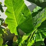 Alocasia macrorrhizos Blatt