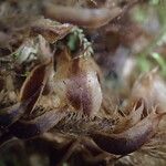 Polystichum sinense Otro