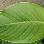 Canna indica Blad