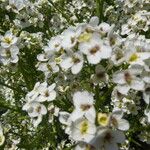 Crambe tataria Kvet