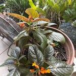 Chrysothemis pulchella Yaprak