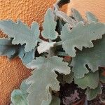 Kalanchoe beharensis Lapas