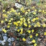 Helianthemum marifolium Цветок