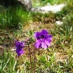 Pinguicula grandiflora Кветка