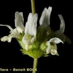 Sideritis arborescens Blomst