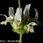 Sideritis arborescens 花