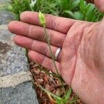 Allium canadense Blad