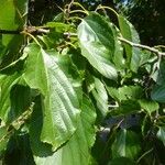 Hovenia dulcis Frunză