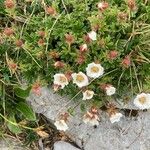 Potentilla clusiana Blomst