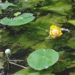 Nuphar lutea Levél