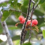 Pleurisanthes artocarpi Fruto
