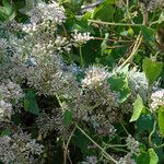Mikania scandens Flors