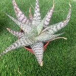 Aloe rauhii List