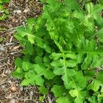 Lactuca floridanaبرگ