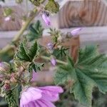 Malva sylvestrisFloare