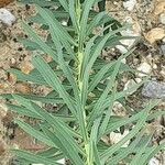 Euphorbia segetalis Leaf