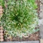 Allium fistulosum Blüte