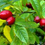 Rosa canina Blad