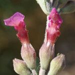 Teucrium divaricatum Fleur