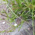 Oldenlandia lancifolia Çiçek