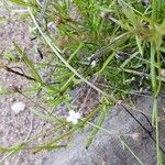 Oldenlandia lancifolia Квітка