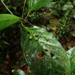 Psychotria alatipes Плод