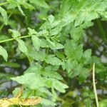 Berula erecta Leaf