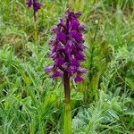 Dactylorhiza majalisKvet